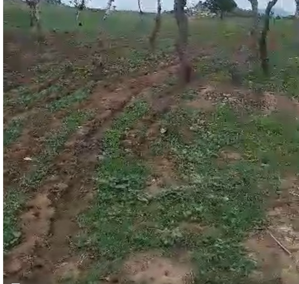 100 Hectres Land