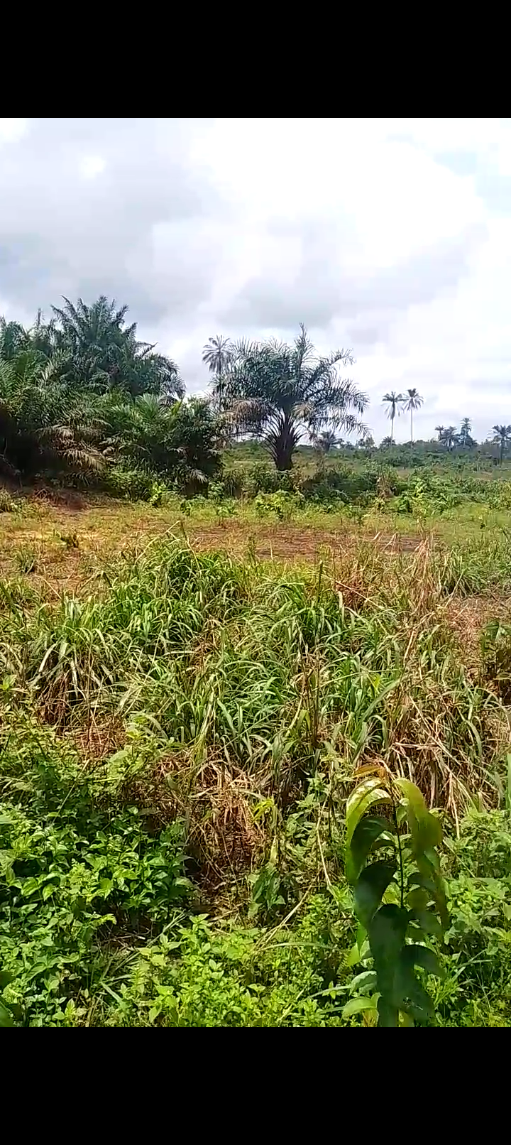 Prime Land for Sale at TLE City Estate, Uyo – From ₦1.75M